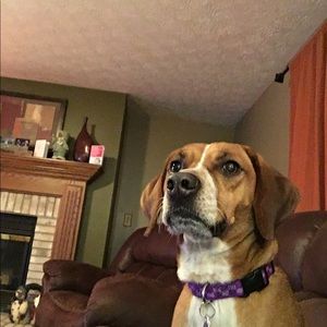 Meet your Posher, Tara